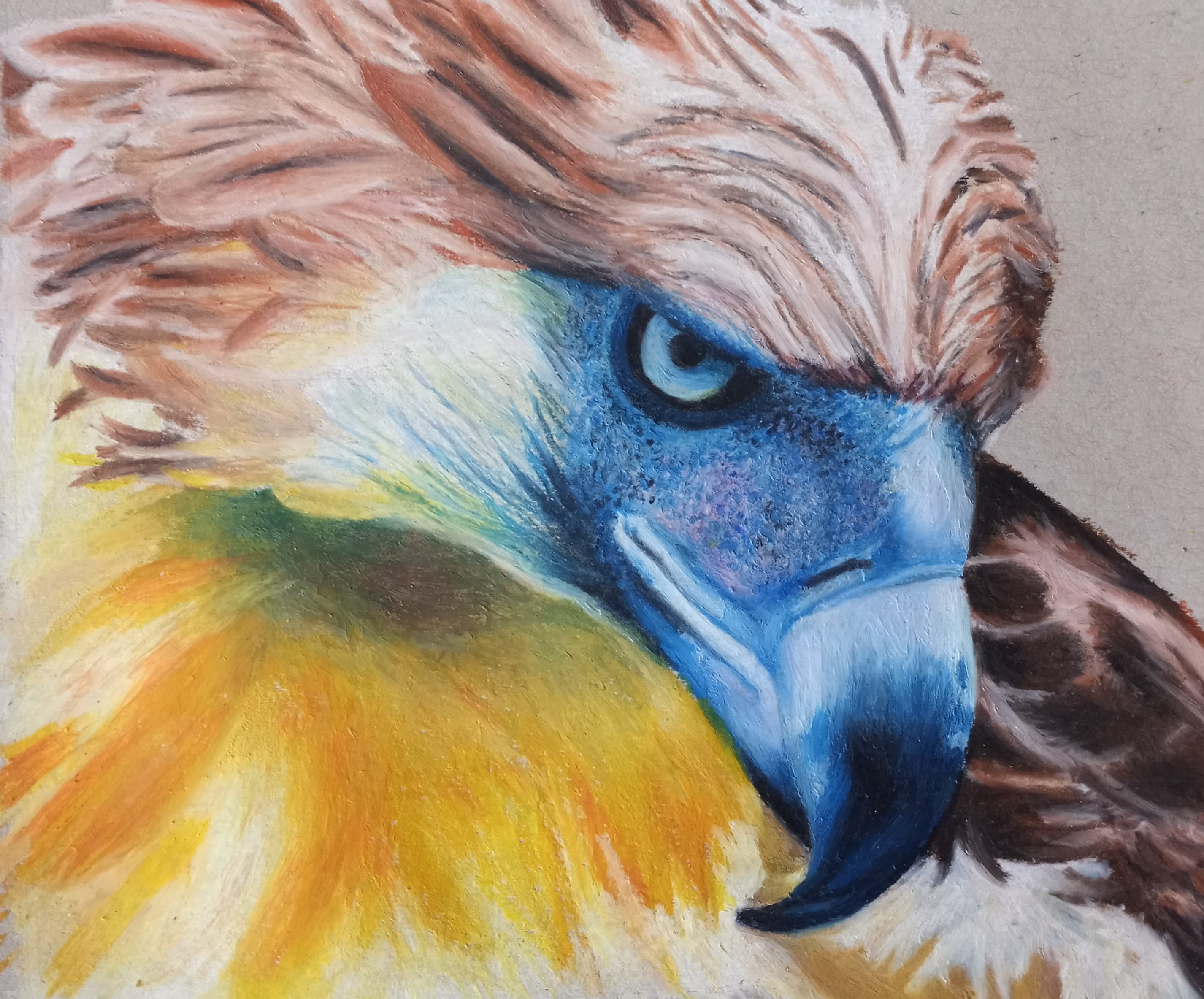Philippine eagle, oil pastel