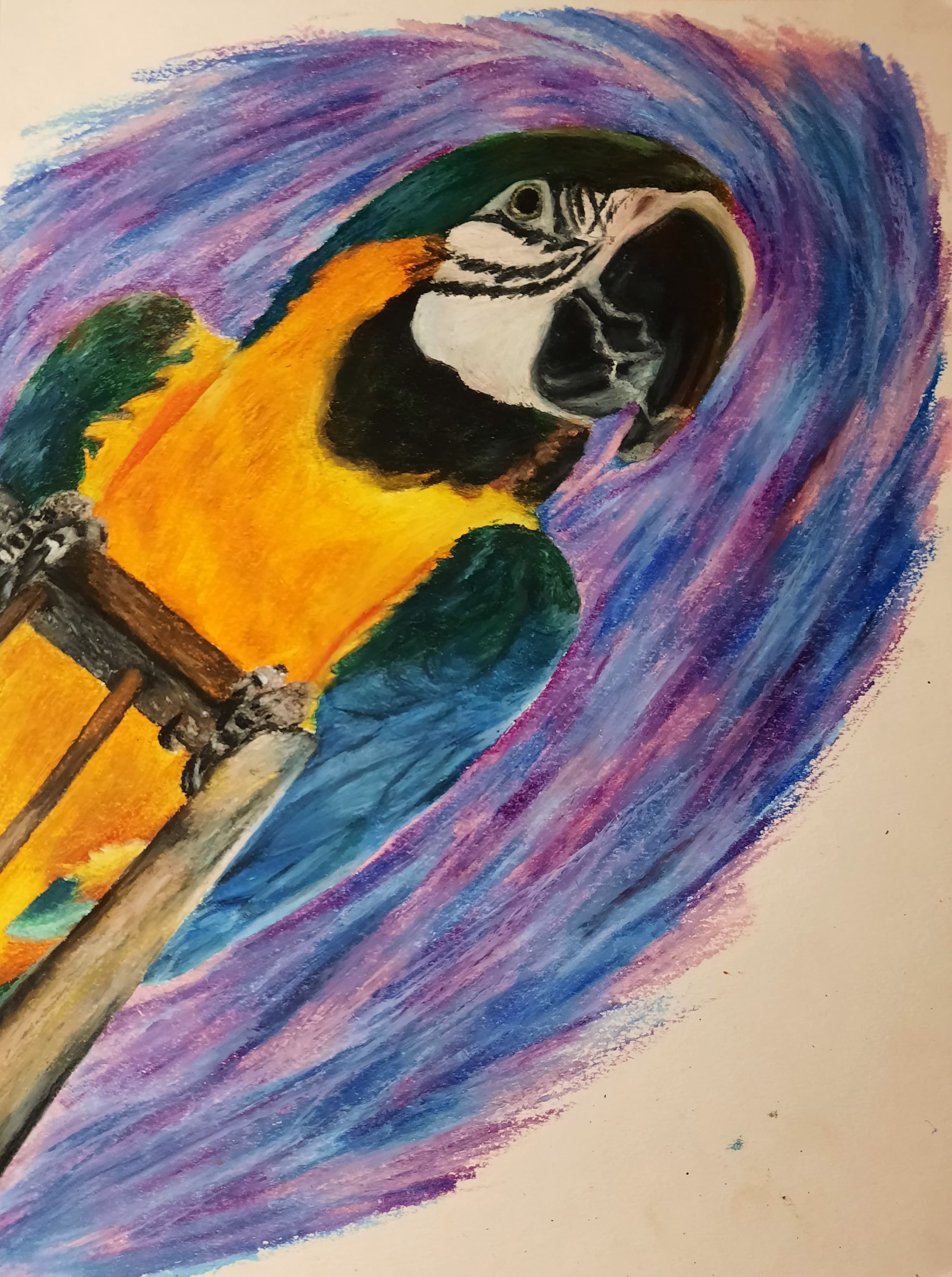 Blue-and-gold macaw
