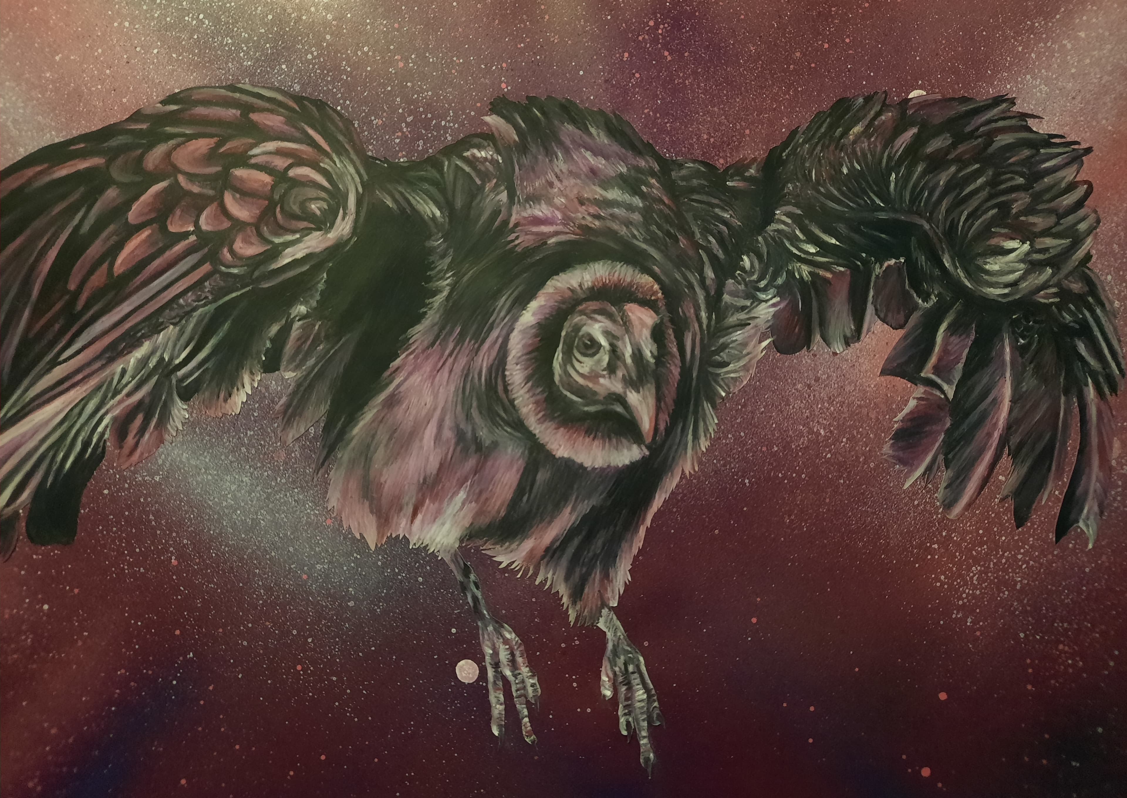 Vulture in flight, crimson dust