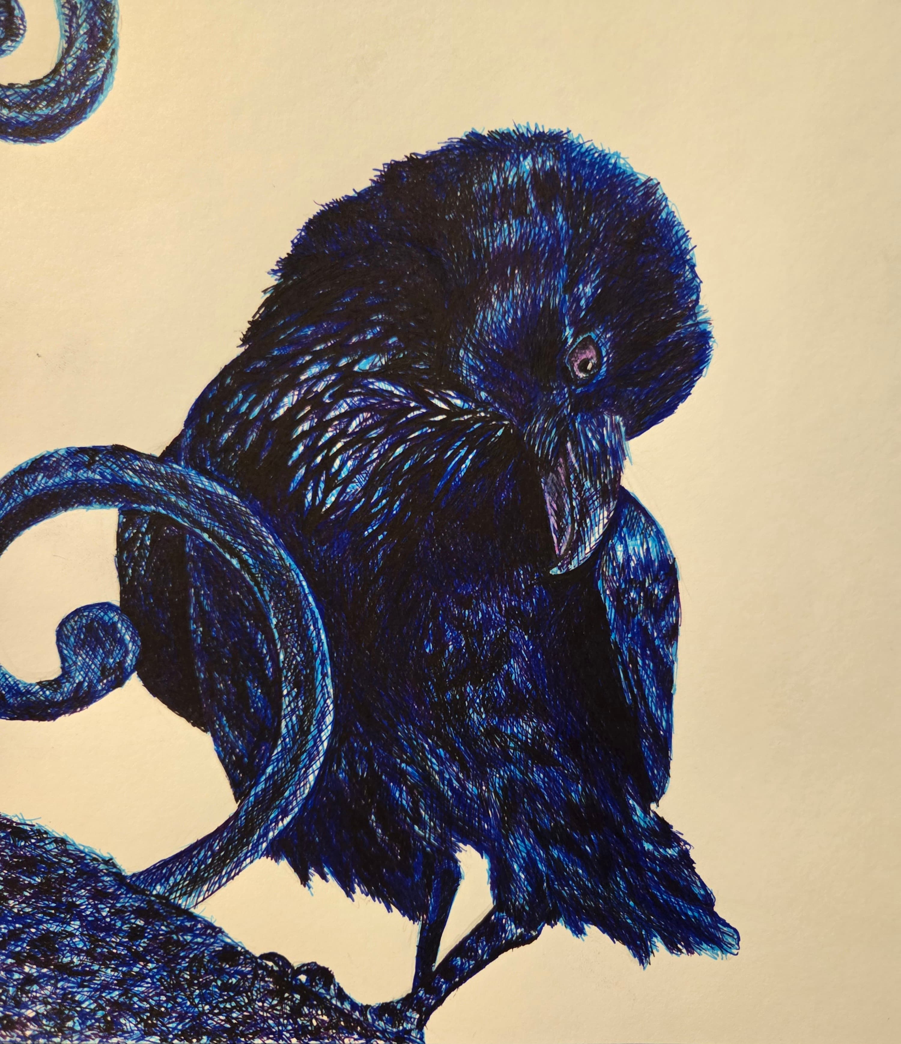 Inked raven study, blue ballpoint